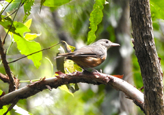 Colluricincla rufogaster