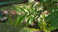 Alpinia purpurata