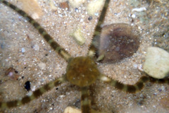 Ophiarachnella ramsayi