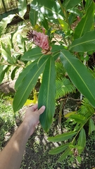 Alpinia purpurata