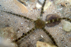 Ophiarachnella ramsayi