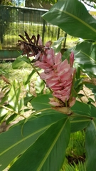 Alpinia purpurata