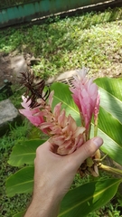 Alpinia purpurata