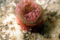 Isanemonia australis