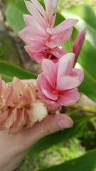 Alpinia purpurata