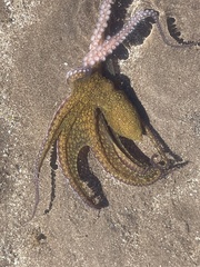 Octopodoidea