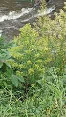 Rumex hydrolapathum