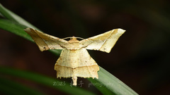 Krananda latimarginaria