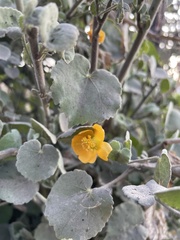 Abutilon indicum