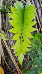 Asplenium lepidotum