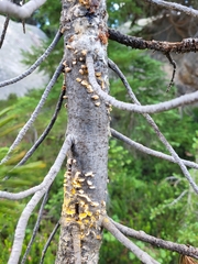 Cronartium ribicola