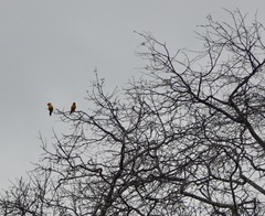 Aratinga solstitialis