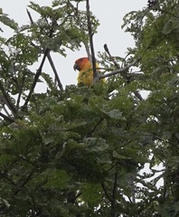 Aratinga solstitialis