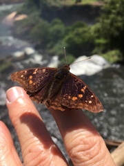 Doxocopa