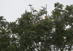 Aratinga solstitialis