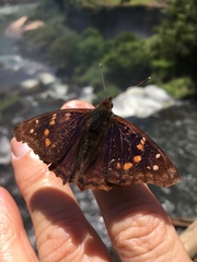 Doxocopa