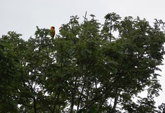 Aratinga solstitialis