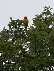 Aratinga solstitialis
