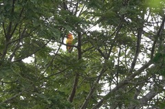 Aratinga solstitialis