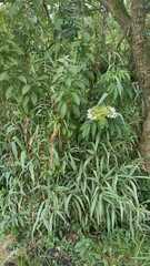 Sambucus ebulus