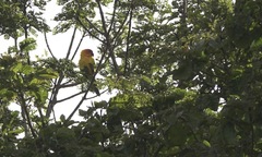 Aratinga solstitialis