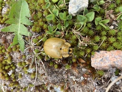 Paropsis augusta
