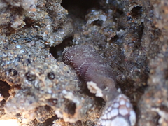 Pollicipes polymerus