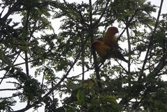 Aratinga solstitialis