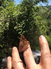 Doxocopa