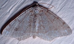 Macaria signaria