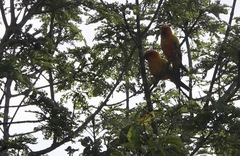 Aratinga solstitialis