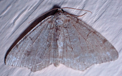 Macaria signaria