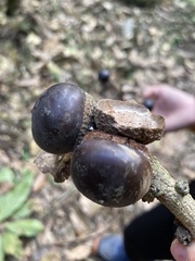 Lithocarpus kawakamii