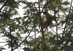 Aratinga solstitialis