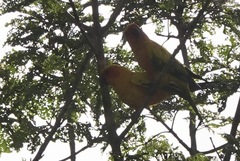 Aratinga solstitialis