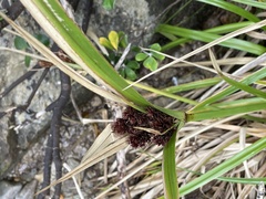 Cyperus ustulatus