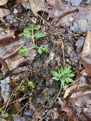 Sceptridium dissectum