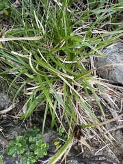 Cyperus ustulatus