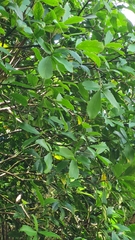 Pseudopanax macintyrei