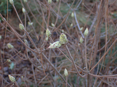 Rhododendron canescens