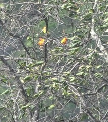 Aratinga solstitialis