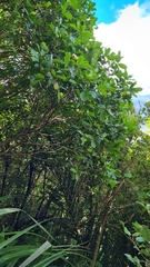 Pseudopanax macintyrei