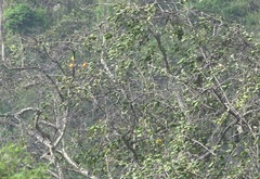 Aratinga solstitialis