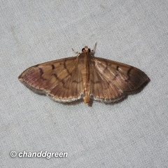 Omiodes pernitescens