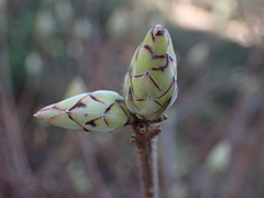 Rhododendron canescens