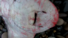 Myliobatis chilensis