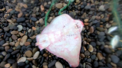 Myliobatis chilensis