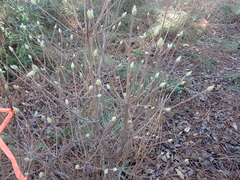 Rhododendron canescens