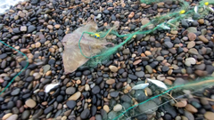 Myliobatis chilensis