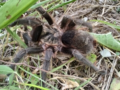Grammostola